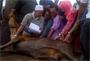 hari raya haji, slaughtering of cows, korban