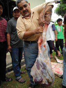 hari raya haji, slaughtering of cows, korban