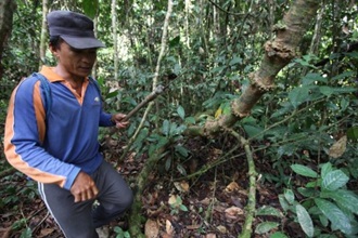 bakun dam kayan indigenous people 4 story