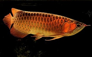 dragon fish arowana