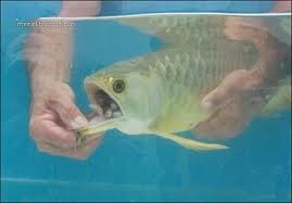 dragon fish arowana eggs