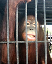 orang utan