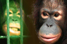 orang utan