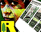 rimbunan hihau human rights abuse in papua new guinea big