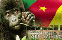 gorilla cameroon taiping zoo 300104