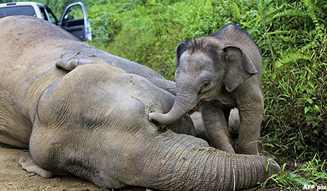 Seven elephants die in Borneo after being trapped in mud pool