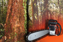 ramin tree logging