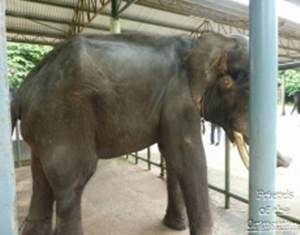 elephant in AFamosa resort taken by friends of orangutans 2