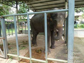elephant in AFamosa resort taken by friends of orangutans