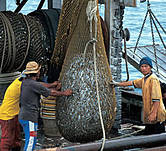 fishing trawlers 231216 fish catch