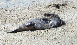 Dead Fish