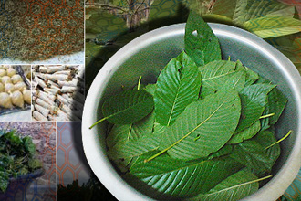 ATM rampas 143 kg daun ketum cuba seludup ke Thailand