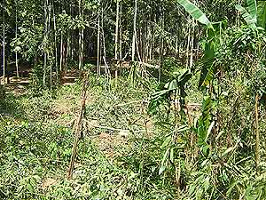 sungai bantang labis forest reserve logging 120107 trees