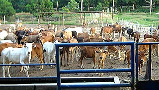 felda cow cattle rearing centre palong 120206 cow02