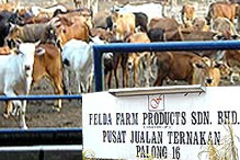 felda farm products 130207
