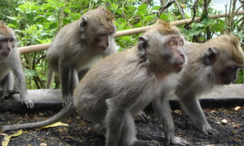 Malacca to gazette more forest land to resolve wildlife 'disturbances'