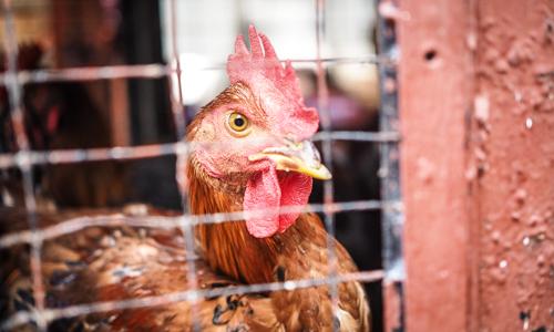 Malaysia Targets Antibiotics Free Chicken By 2020