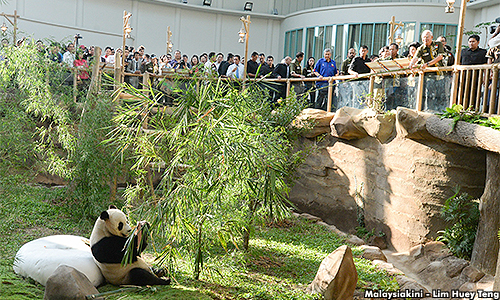 MP: RM30m used for pandas could have been spent on zoo