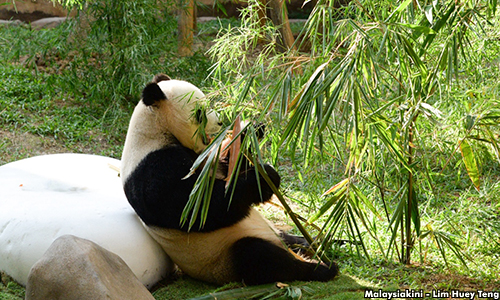 Bil panda RM30 juta sepatutnya dibelanja untuk zoo, kata MP