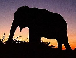 elephants 260307 shadow