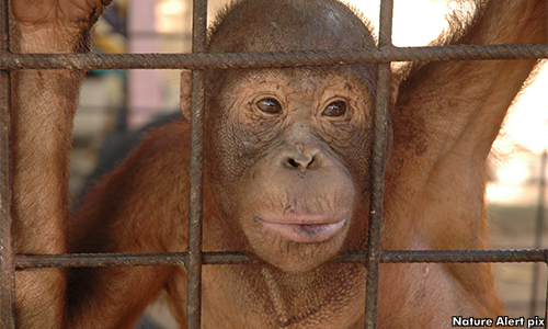 New zoo proposal in Sabah must be cancelled