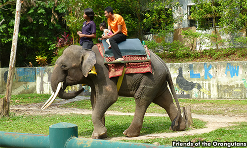 Langkawi operator denies elephant abuse
