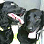 lucky and flo anti pirated cd dvd vcd dogs 040407