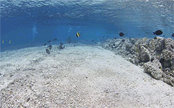 sipadan island 130407 dead coral reef