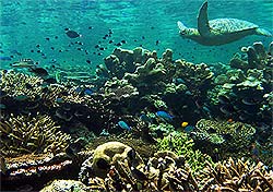 sipadan island 130407 underwater