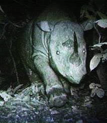 two horned borneo rhinoceros rhino 250407