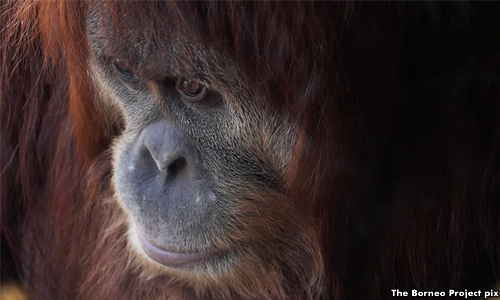 Orang hutan ditemui mati dengan kesan tembakan