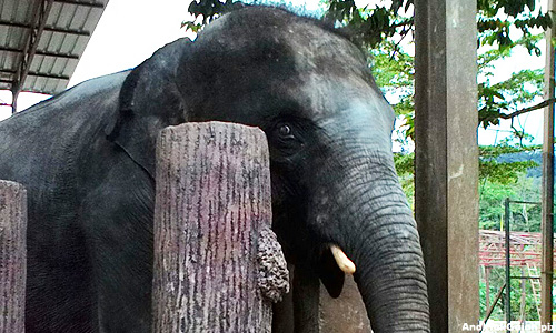 Stop transfer of elephants to private zoos
