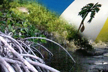 penang mangrove forest