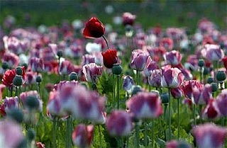 afghanistan 240707 opium fields