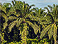 palm oil plantation