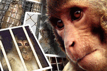 monkey macaques trafficking export caged 170807