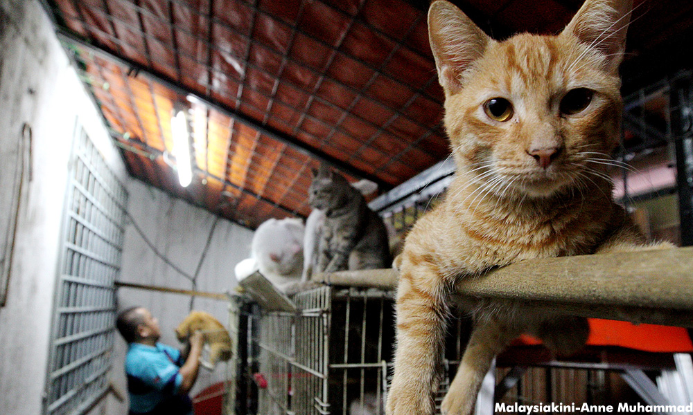 Stray dogs, cats and crows tell a tale of Malaysian attitudes