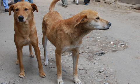 Dua Lelaki Dituduh Seksa Anjing