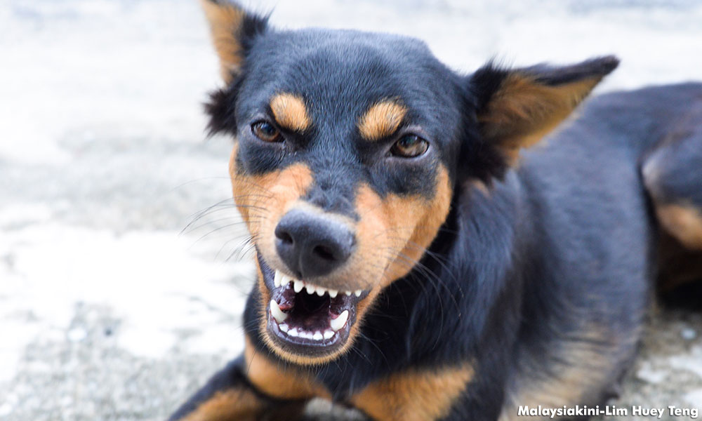 Pekerja BN dakwa penyokong pembangkang lepaskan anjing
