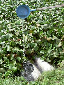 melaka pig farm demolition 050907 waste water
