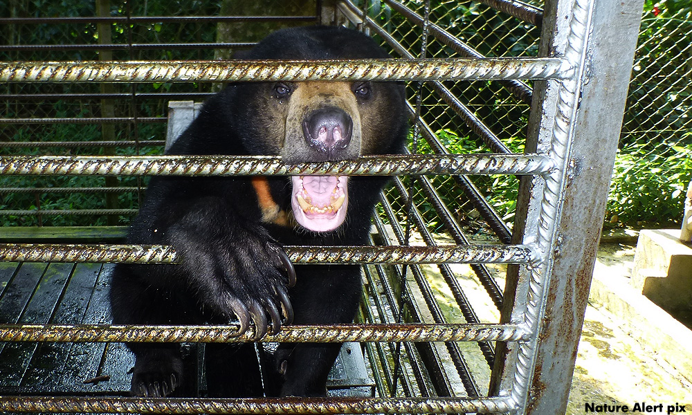 Mystifying disappearance of bears from Tawau park