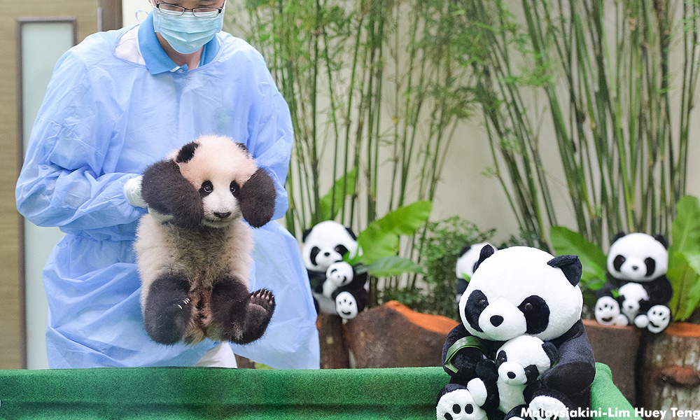 MP PAS terkilan, panda dapat layanan lebih baik