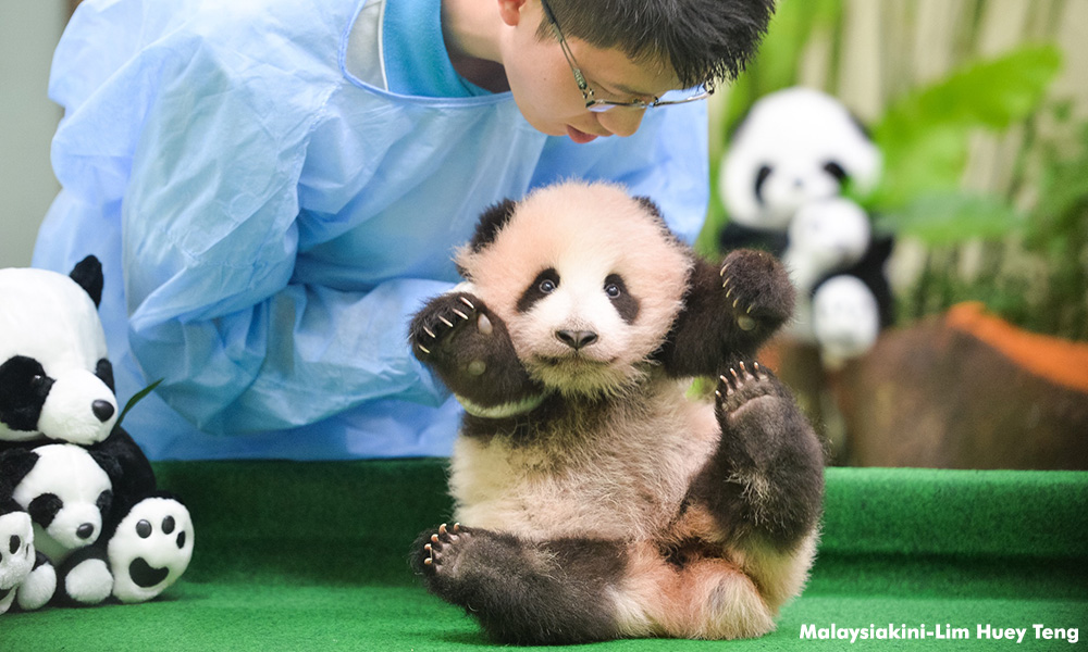 PAS MP peeved pandas better treated than Malaysians