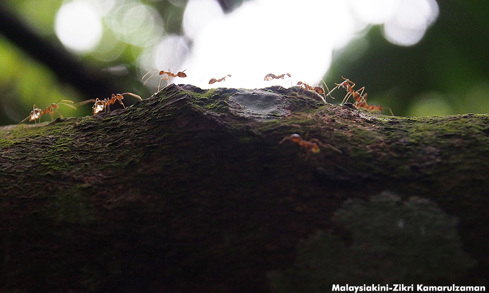 Gerakan slams Penang gov’t for fire ant invasion at park