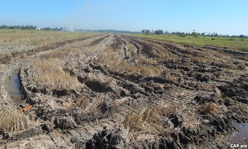 Poor soil condition may affect Kerian farmers' livelihoods