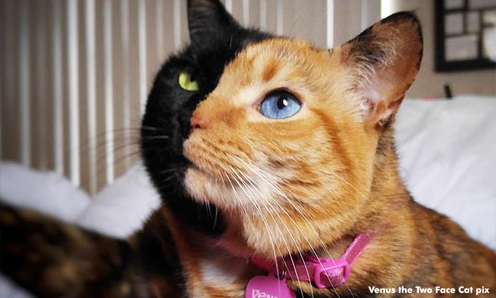 Kucing miliki 'dua muka' curi tumpuan jutaan pengguna internet