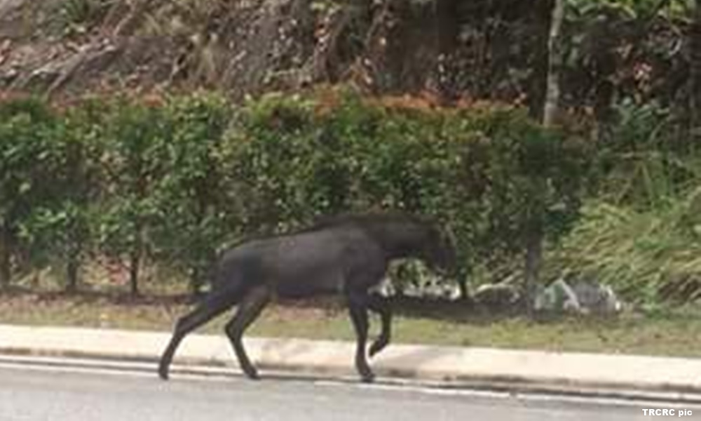 Endangered serow roaming Ampang streets raises EKVE fears