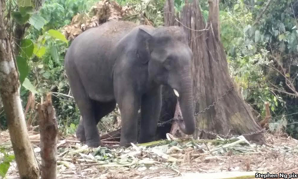 Elephant's electrocution must be probed