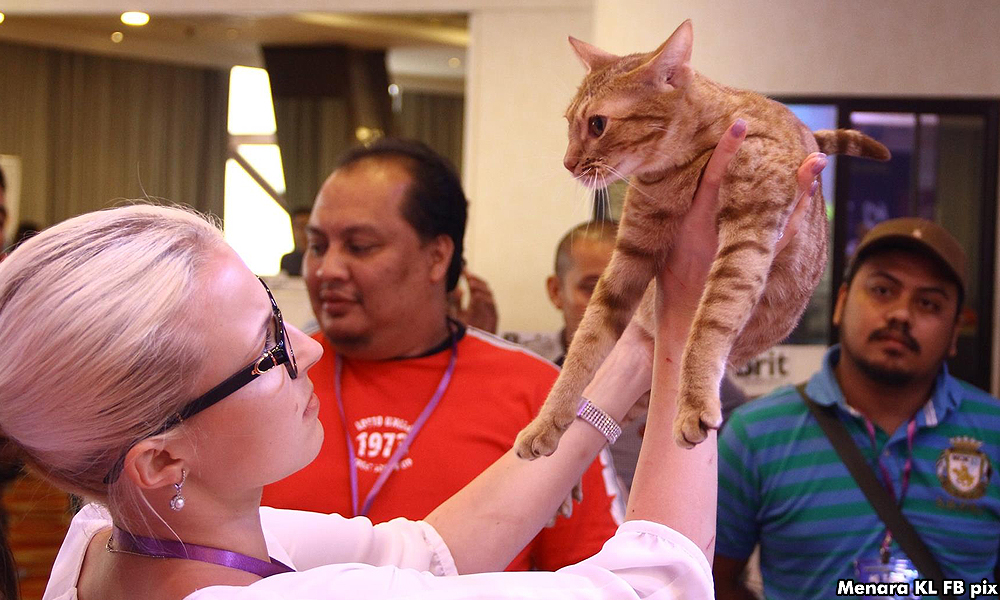 Cats galore at Kuala Lumpur Tower