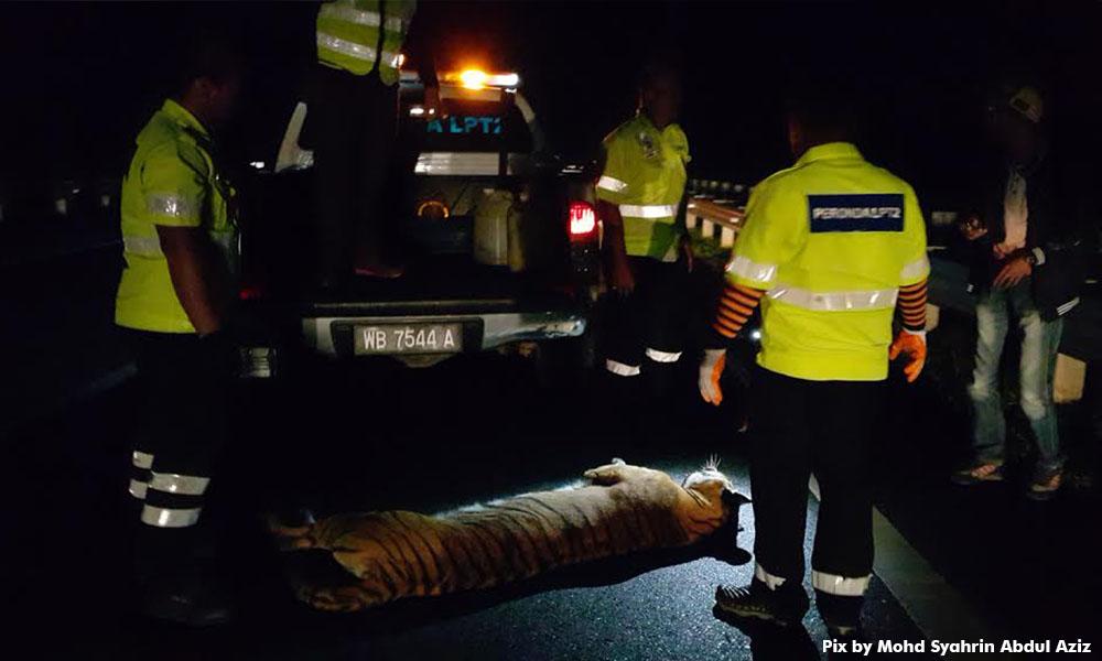 Malang harimau Malaya - Sudah mati taring dicuri?